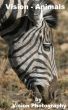 Vision - Animals by Vision Photography