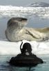 The Search for New Dive Frontiers by Rebecca Byfield