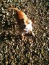 Elsie the Daft Dog's Day to the Park by natalie 