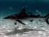 I Was Attacked by a Shark by Ryan Barlow
