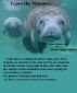 Tepee the Manatee by Helen  Digges Spivey