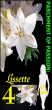 Parchment Of Passion: Lissette 4 by A.H.  Scott