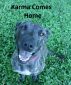 Karma comes home by Jennifer Akes