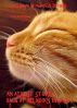 CATS HAVE WONDERFUL DREAMS An Atheist Strikes Back At Religious Bigotry by Royden Powell