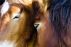 Walking with Angels. Healing through the energy of the horse by Charleen Lombard