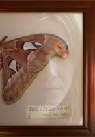 Cover for 'The Atlas Moth'