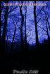 Surviving The Night by Paulie Celt
