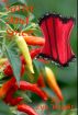 Satin and Spice by Lyn Wright