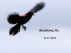 Blackbird, Fly by Erin Michelle