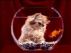 Credic Toad Fishe's Fall From Grace by Ruth Macklin