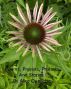 Poems, Prayers, Protests And Stories by Alice Ouellette