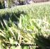 Blades of Grass by Ciera Cunnda