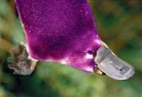 Cover for 'Purple Platypus In: The Wizard of Oz'
