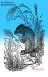 The Shed Mice by David Barron