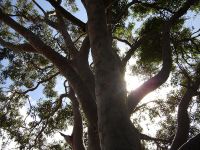 Cover for 'THE BIG WHITE GUM TREE.'