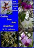 Orchids From Seed Simplified by CD Moulton