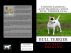 Understanding and Training your Bull Terrier Dog by Vince Stead