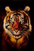 Mind of the Tiger Lady by Brenda Bell