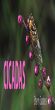 CICADAS by Sheryl Trimble 