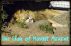 The Lion of Mount Ararat. by Alejandro's Libros 