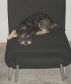 The Fast Track to Training your Pooch by Lgoo Book