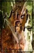 Witch Fire by Lori Borgaard