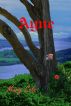 Ayne by Mary Cote
