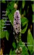Herbs and Spices Different Cultures and Uses by Louise Narvick