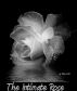 The Intimate Rose by Ella Scott