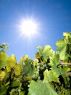 Summer into Fall by Steven Federle