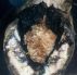 How To Cure Canker in the Equine Hoof by Brenda Adams