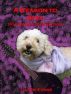 A Reason to Stay: Rockonnection Edition by Claire Evans