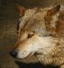 Werewolves Amongst Us by Ron Rosewood