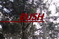 Cover for 'Bush'