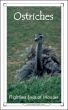 Ostriches: Flightless Birds of Wonder by Caitlind Alexander