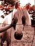 Little Horses by Janice Daugharty