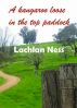 A Kangaroo Loose in the Top Paddock by Lachlan Ness
