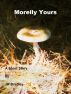 Morelly Yours by JK Bradley