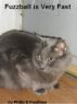 Fuzzball is Very Fast by Philip Kaufman
