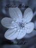 Sudden Bloom by LeichelleK 