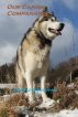 Our Canine Companions by Donald Sullivan