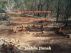 Piggie in the Middle Story: Bush Medicine by Jaahda Jinnah