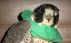 Emergency Wild Bird Care [Article] by Velma Southerland
