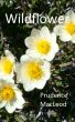 Wildflower by Prudence MacLeod