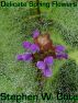 Delicate Spring Flowers by Stephen Cote