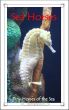 Sea Horses: Tiny Horses of the Sea by Caitlind Alexander
