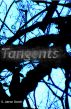 Tangents - prose and poetry by Aaron Darch