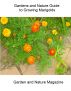 Abeâ€™s Guide Series - Marigolds by Gardens And Nature Magazine