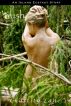 Lush (voyeur erotica) by Chastity Lane