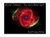 Mr. Johnson - The Very Minor God by Jeffrey Hite